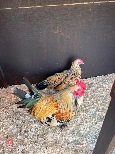PAIR OF LEMON BOOTED BANTAMS - BIDS PER LIFE