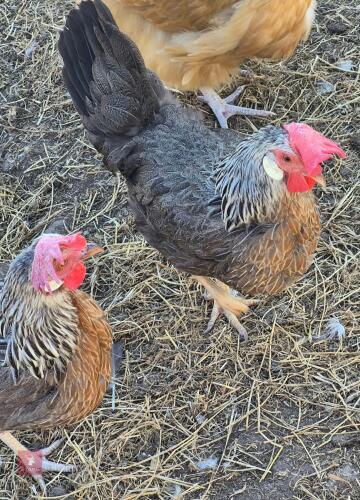 QUARTET OF SILVER DUCKWING LEGHORNS - BIDS PER LIFE