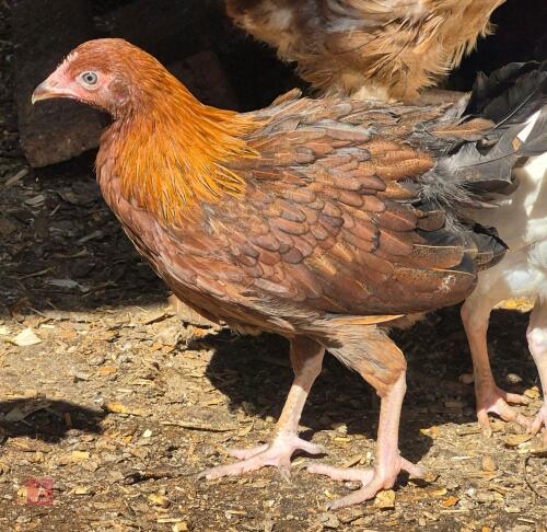 QUARTET OF WELSUMMER BANTAMS - BIDS PER LIFE