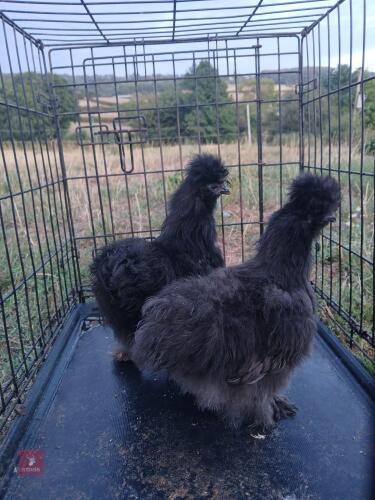 2 UNSEXED BLACK SILKIES - BIDS PER LIFE