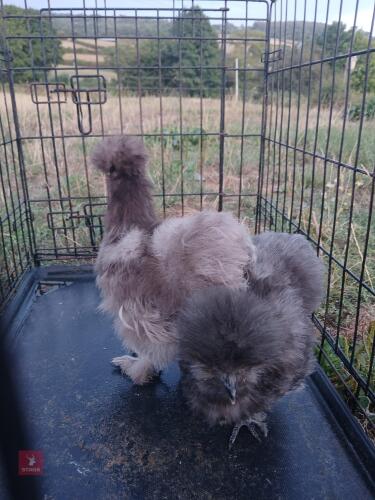 2 UNSEXED GREY SILKIES - BIDS PER LIFE