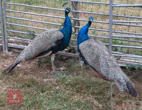 PAIR OF INDIAN BLUE PEACOCKS - BIDS PER LIFE