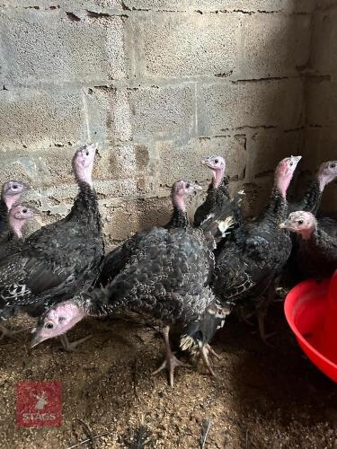 5 BRONZE UNSEXED TURKEYS - BIDS PER LIFE