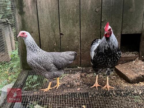 PAIR OF SILVER PLYMOUTH ROCK BANTAMS - BIDS PER LIFE