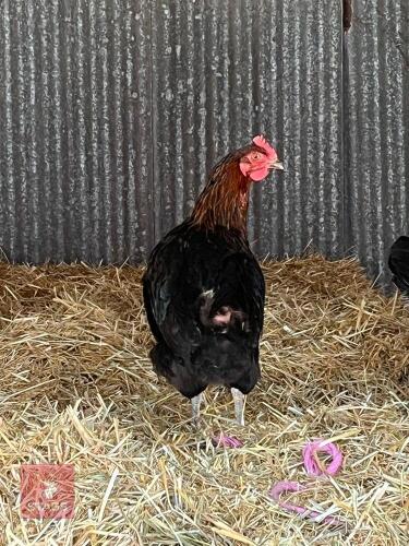 2 X BLACK ROCK HENS - BIDS PER LIFE