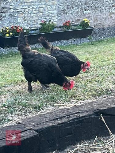 2 X COPPER BLACK MARAN HENS - BIDS PER LIFE