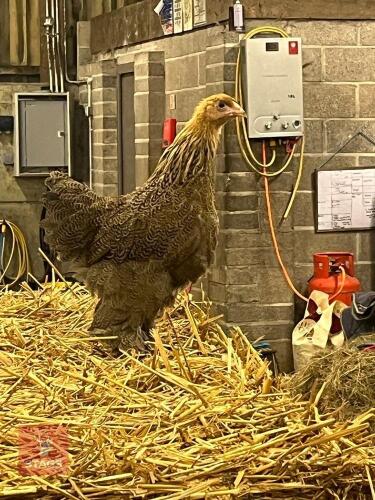 GOLD PENCILLED BRAHMA HEN