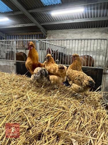 QUARTET OF SILKIE X BANTAMS - BIDS PER LIFE