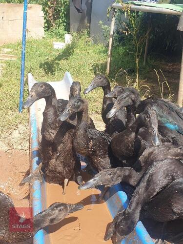 6 UNSEXED RUNNER DUCKLINGS - BIDS PER LIFE