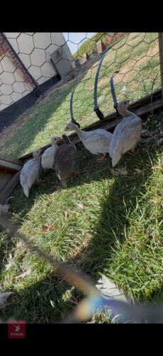 5 UNSEXED GUINEA FOWL - BIDS PER LIFE