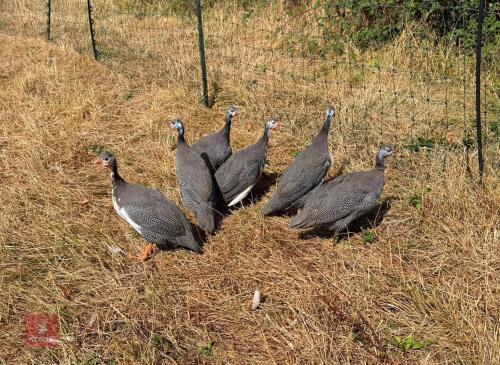 6 UNSEXED GUINEA FOWL - BIDS PER LIFE