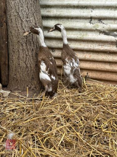 2 INDIAN RUNNER DUCKS - BIDS PER LIFE