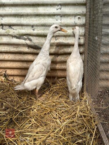 2 INDIAN RUNNER DUCKS - BIDS PER LIFE