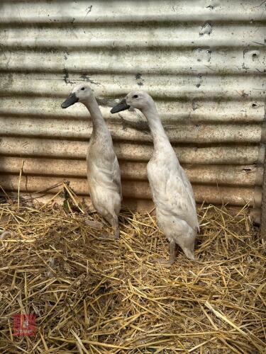 2 INDIAN RUNNER DUCKS - BIDS PER LIFE
