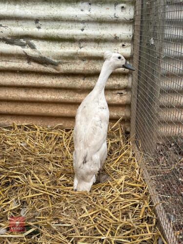 INDIAN RUNNER DUCK