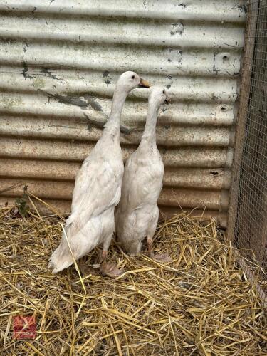 2 INDIAN RUNNER DUCKS - BIDS PER LIFE