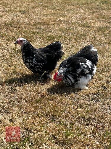 PAIR OF MOTTLED PEKIN BANTAMS - BIDS PER LIFE