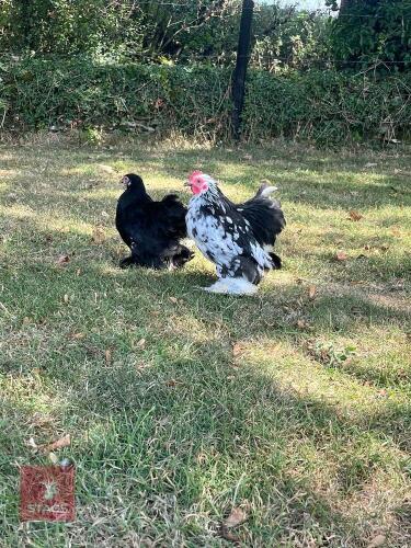 PAIR OF MOTTLED PEKIN BANTAMS - BIDS PER LIFE