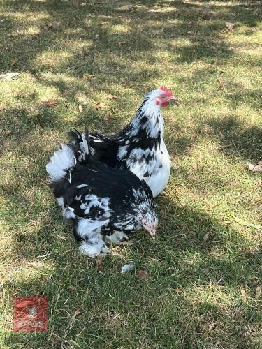 PAIR OF MOTTLED PEKIN BANTAMS - BIDS PER LIFE