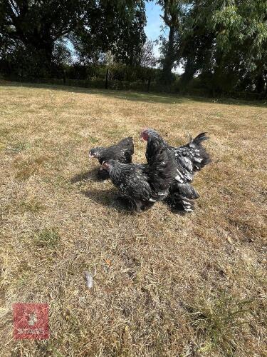 PAIR OF SILVER LACED PEKINS - BIDS PER LIFE