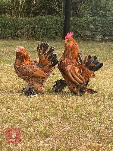 MILLEFLEUR BABA D'UCCLE HEN