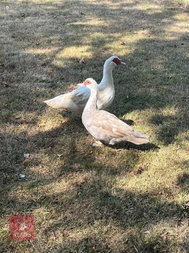 PAIR OF MUSCOVY DUCKS - BIDS PER LIFE