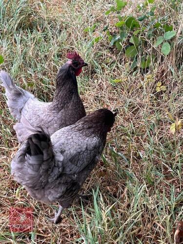 2 X BLUE BELL HENS - BIDS PER LIFE