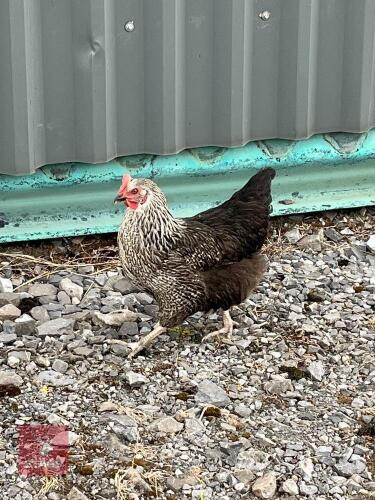 SILVER SUSSEX HEN