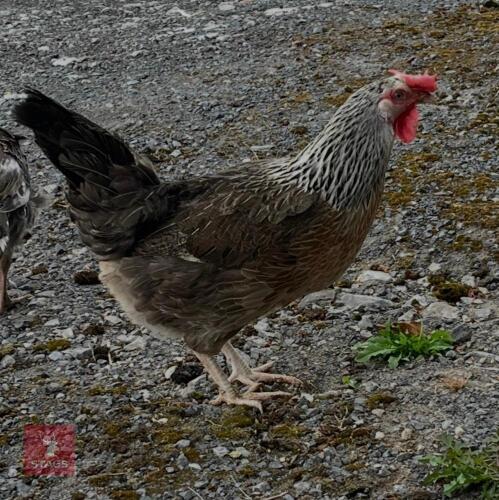 BROWN LEGHORN HEN