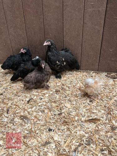 MIXED GROUP OF 4 BANTAM CHICKS - BIDS FOR THE GROUP