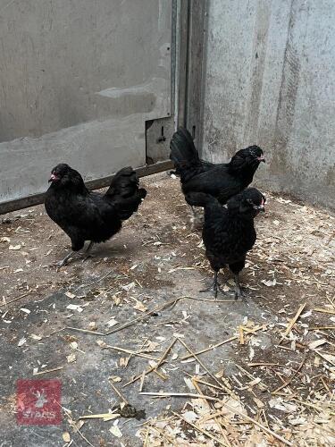 TRIO OF BLACK ARAUCANAS - BIDS PER LIFE