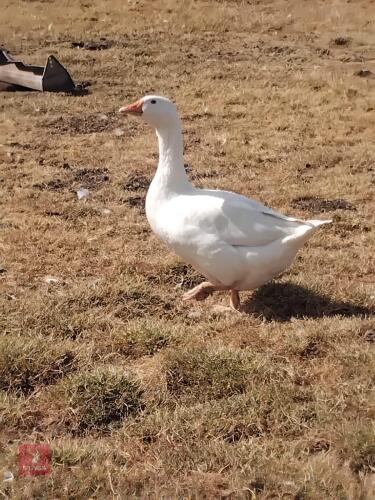 2 FEMALE EMDEN GEESE - BIDS PER LIFE