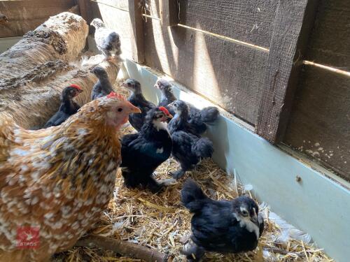 5 UNSEXED BANTAM CHICKS - BIDS PER LIFE
