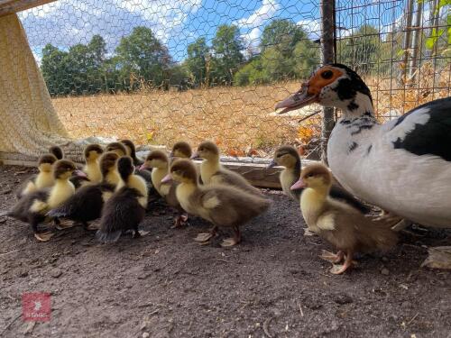 3 UNSEXED MUSCOVY DUCKLINGS - BIDS PER LIFE