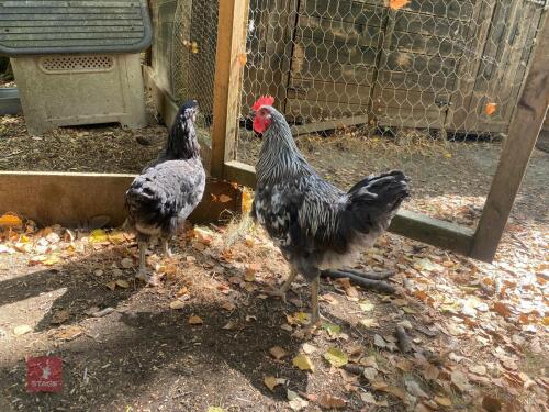 PAIR OF LIGHT SUSSEX CHICKENS - BIDS PER LIFE