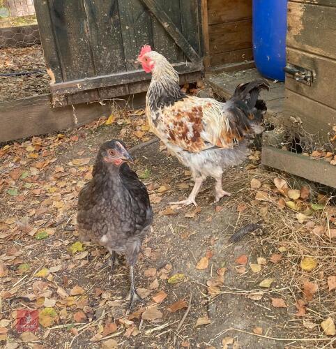 PAIR OF LIGHT SUSSEX CHICKENS - BIDS PER LIFE