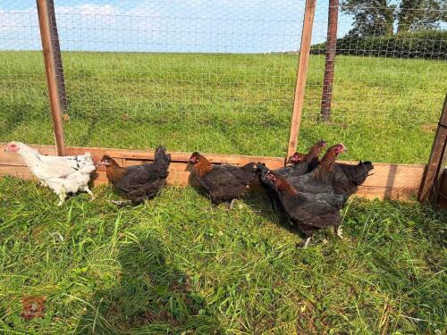 3 X OLIVE EGGER HENS - BIDS PER LIFE
