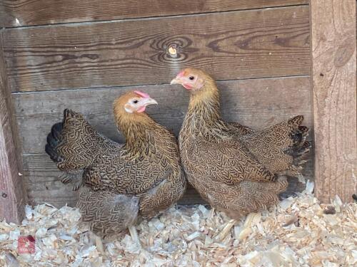 2 X PARTRIDGE WYANDOTTE BANTAM PULLETS - BIDS PER LIFE