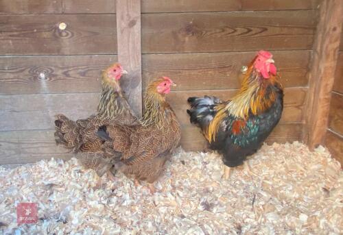 TRIO OF PARTRIDGE WYANDOTTE BANTAMS - BIDS PER LIFE