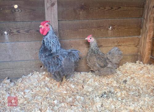 PAIR OF BLUE PARTRIDGE WYANDOTTE BANTAMS - BIDS PER LIFE