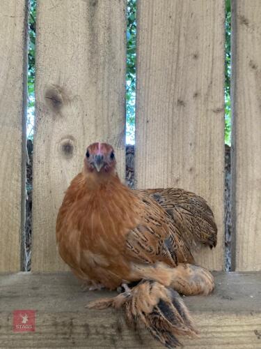 BUFF PEKIN X SILKIE PULLET