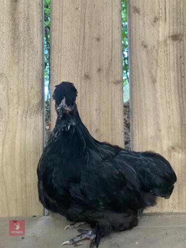 BLACK POLISH X PULLET