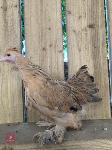 POLISH X PULLET