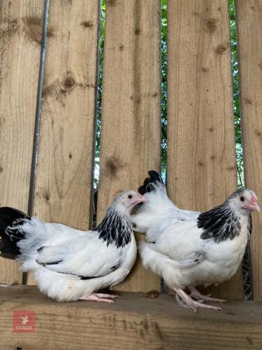 2 LIGHT SUSSEX BANTAM PULLETS - BIDS PER LIFE