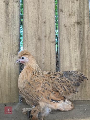 POLISH X PULLET