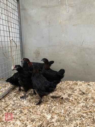5 COPPER MARAN PULLETS - BIDS PER LIFE