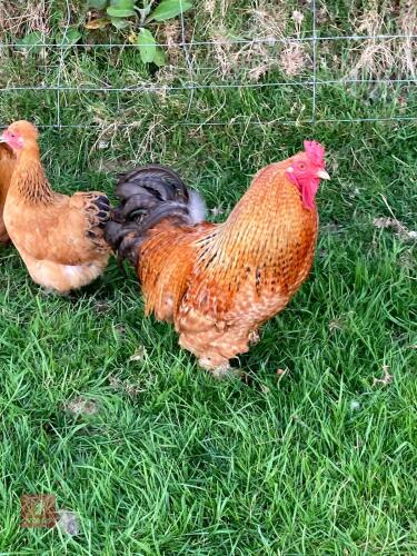 PAIR OF BUFF PEKIN X SILKIE - BIDS PER LIFE