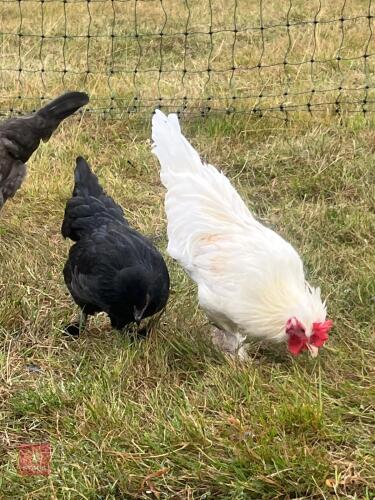 PAIR OF POLISH CHICKENS - BIDS PER LIFE