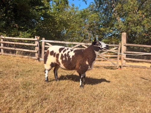 PEDIGREE DUTCH SPOTTED SHEARLING EWE