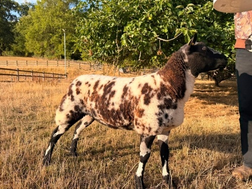 PEDIGREE DUTCH SPOTTED SHEARLING EWE